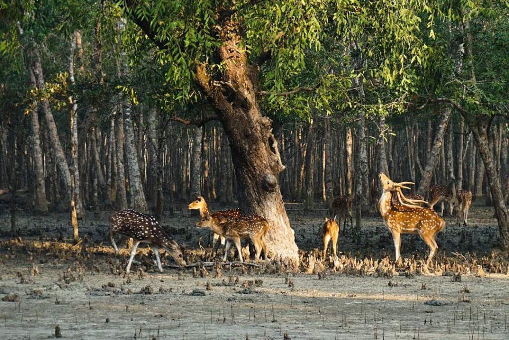 Sundarban Tour Package From Canning / Kolkata Sundarban Tour Package From Canning / Kolkata