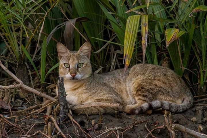 Sundarban Tour Package From Canning / Kolkata Sundarban Tour Package From Canning / Kolkata